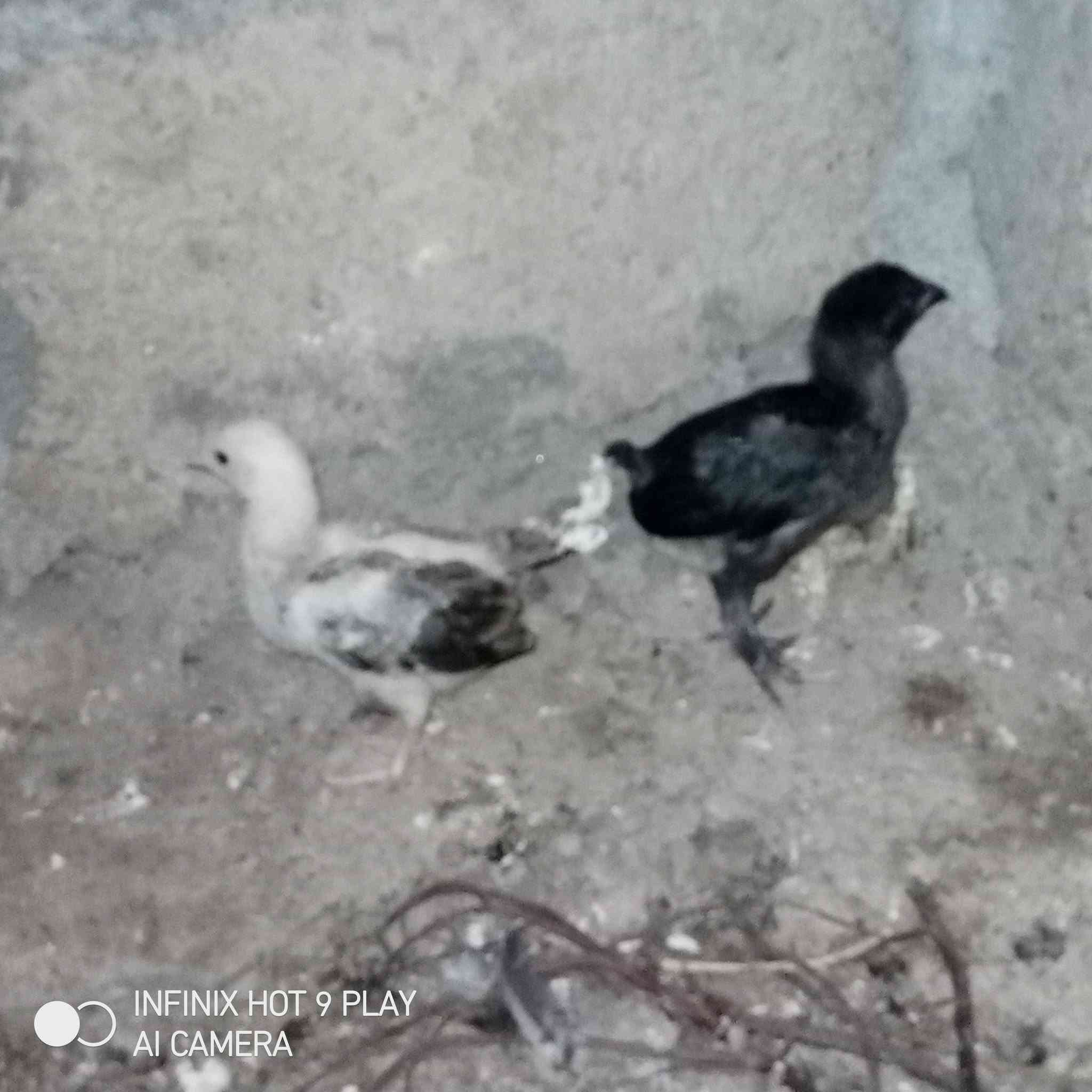 متاح افراخ عرب  لاتصال *********** مكان شيخ حمد
