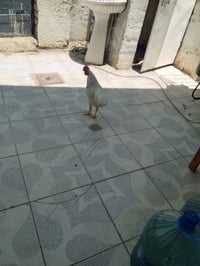 ديك للبيع • ديك مزرعة • ديك عربي • طيور للبيع • حيوانات للبيع