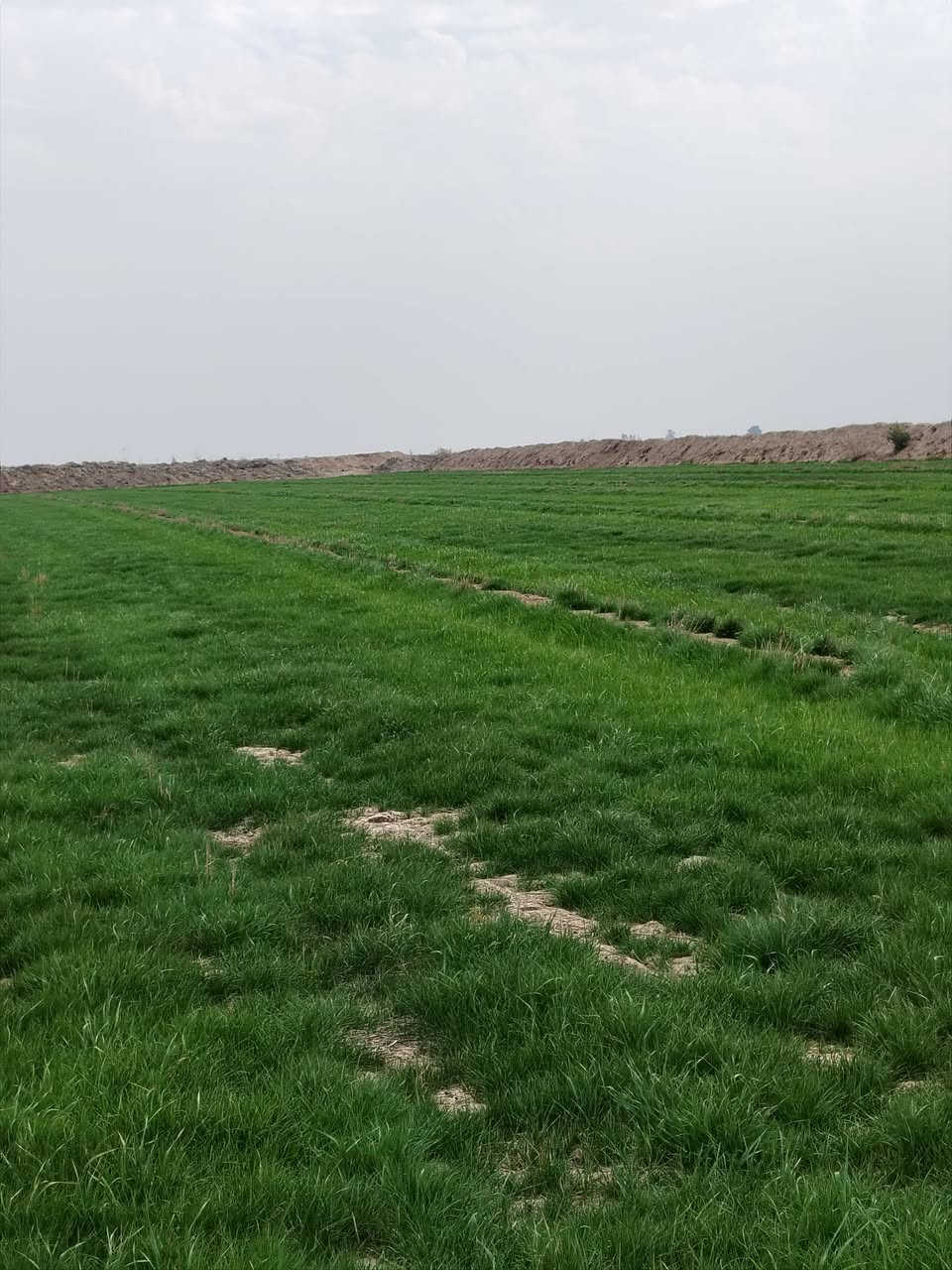 10دوانم دغل للبيع /علئ نتصال ع رقم
***********
