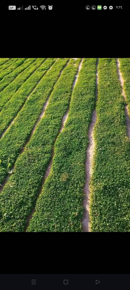 ثيل ديالى الطبيعي #***********#
