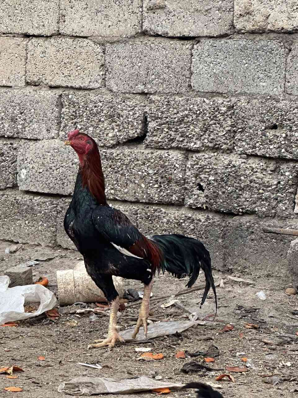 ديك هراتي للبيع السعر 75قفل بدون تخريج


**إذا كنت صاحب هذا الإعلان وتريد حذفه لأي سبب، رجاءا أرسل رسالة إلى الدعم الفني**
