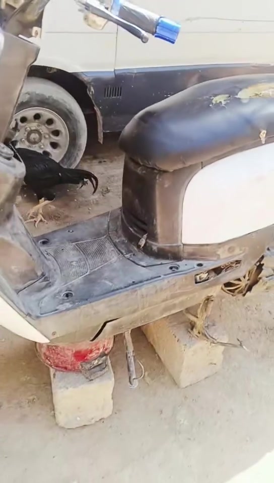 متاح بوليس كابريتر شغاله عوزه ترتيب مراوس بعدله نضيف او بيع مكاني بغداد مدينة الصدر


**إذا كنت صاحب هذا الإعلان وتريد حذفه لأي سبب، رجاءا أرسل رسالة إلى الدعم الفني**