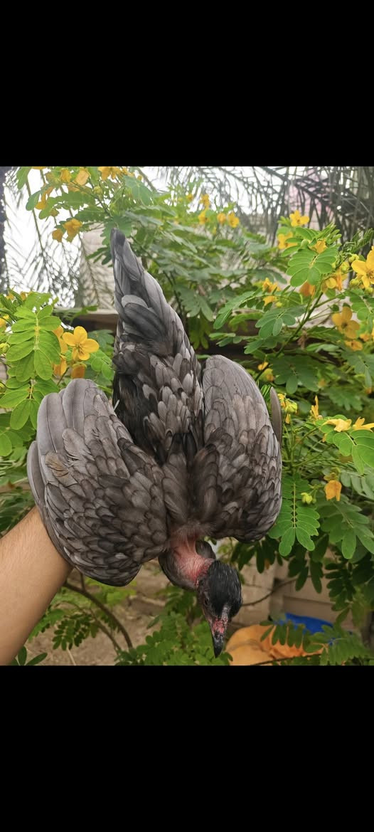 متاح 3 قطع رصاصي ابو ركيبه وحده تبيض وحده كافه وحده فروجه
رصاصي فاتح وحده غامق   الحلال غالي 
 الشــراي يتفضــل خــاص       
مكاني البصره قضاء المدينه الهوير.


**إذا كنت صاحب هذا الإعلان وتريد حذفه لأي سبب، رجاءا أرسل رسالة إلى الدعم الفني**