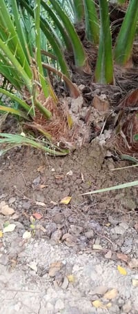 فسائل برحي • نخل • العبايجي المصلحيه