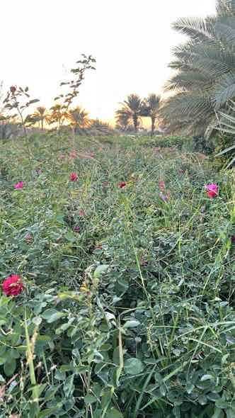 متوفر ورد جوري سلطاني
البيزيا احجام توصل الى 3 امتار
مكان بابل  الرارنجيه
***********
