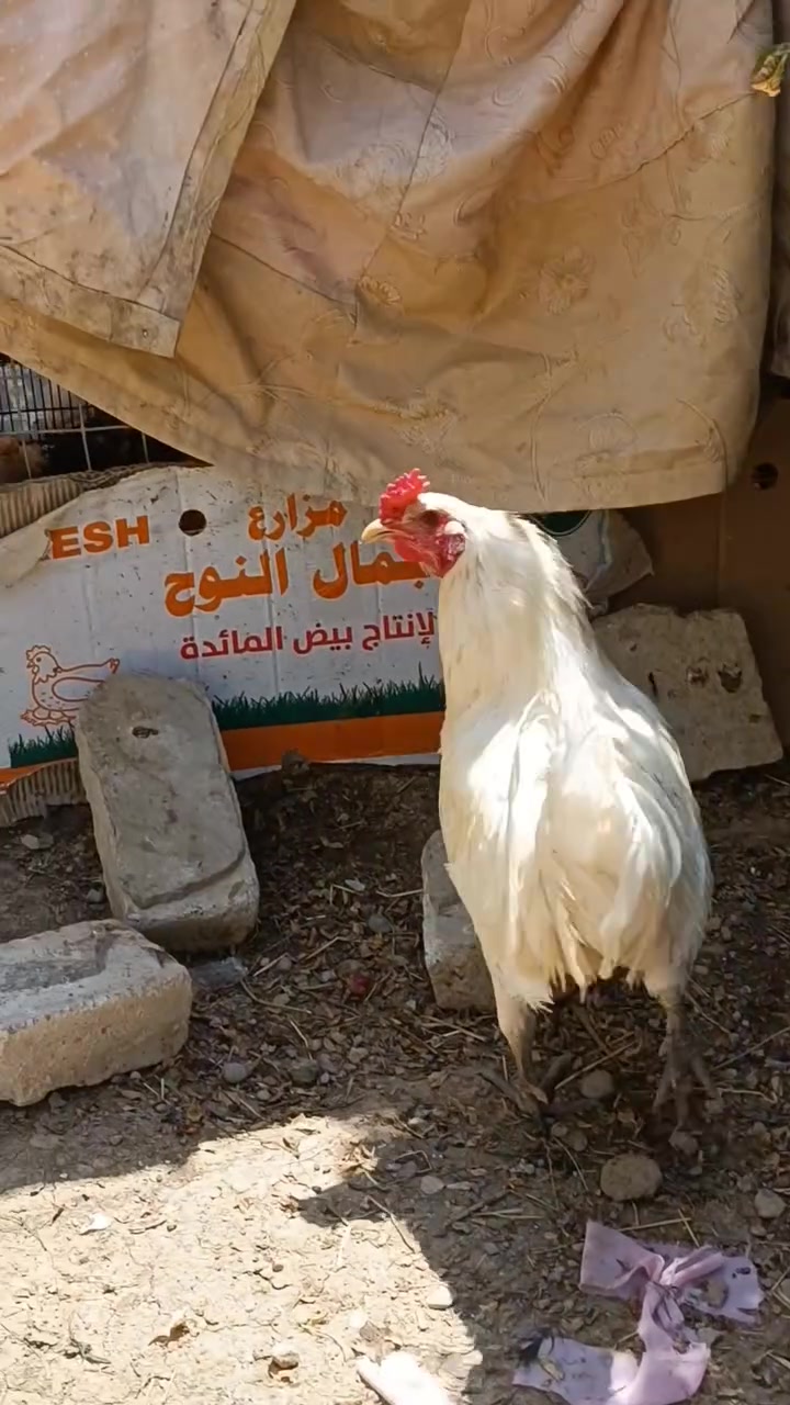 للبيع ديج عرب شرط الصحه فول سعر 25 بيها مجال الي يريد يخابر ***********
