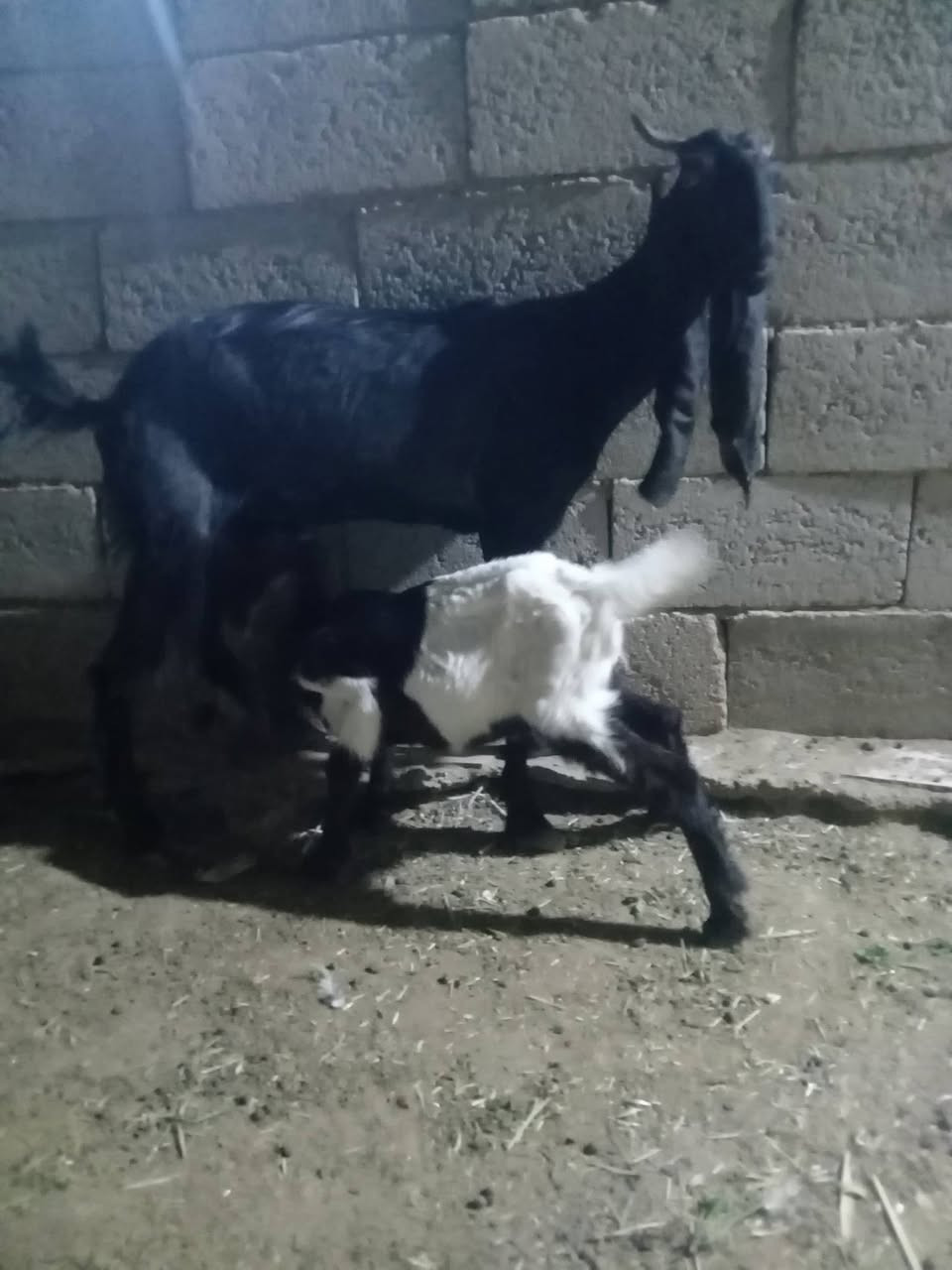 صخول فغاني السماوه الوركاء البيع ثنينهن


**إذا كنت صاحب هذا الإعلان وتريد حذفه لأي سبب، رجاءا أرسل رسالة إلى الدعم الفني**