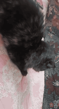 ل ل ب ي ع كلب كولدن وتيرير فحل ونثيه النثيه حامل وبزونه مكاني تاجي  استفسار خاص كلهن 150
***********
***********
