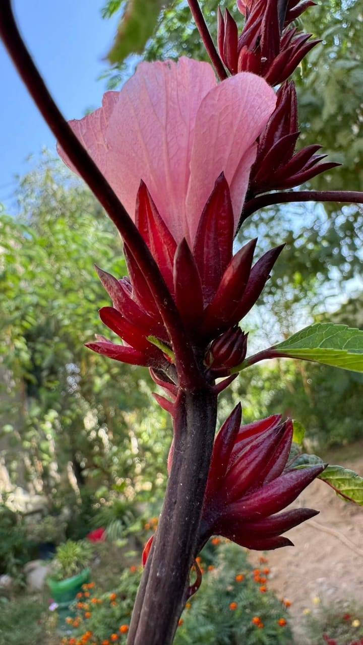 متاح لدينا بذورها بذور نبات الكجرات الشاي الأحمر الكركديه
لطلب والحجز واتساب *********** السماوه أو مراسلة الصفحه يوجد خدمة توصيل طلبات داخل السماوه ولكافة المحافظات لباب البيت أنواع البذور الاستوائية النادره
