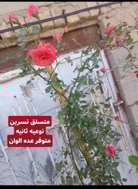 وجبة • توصيل • مركز الديوانية