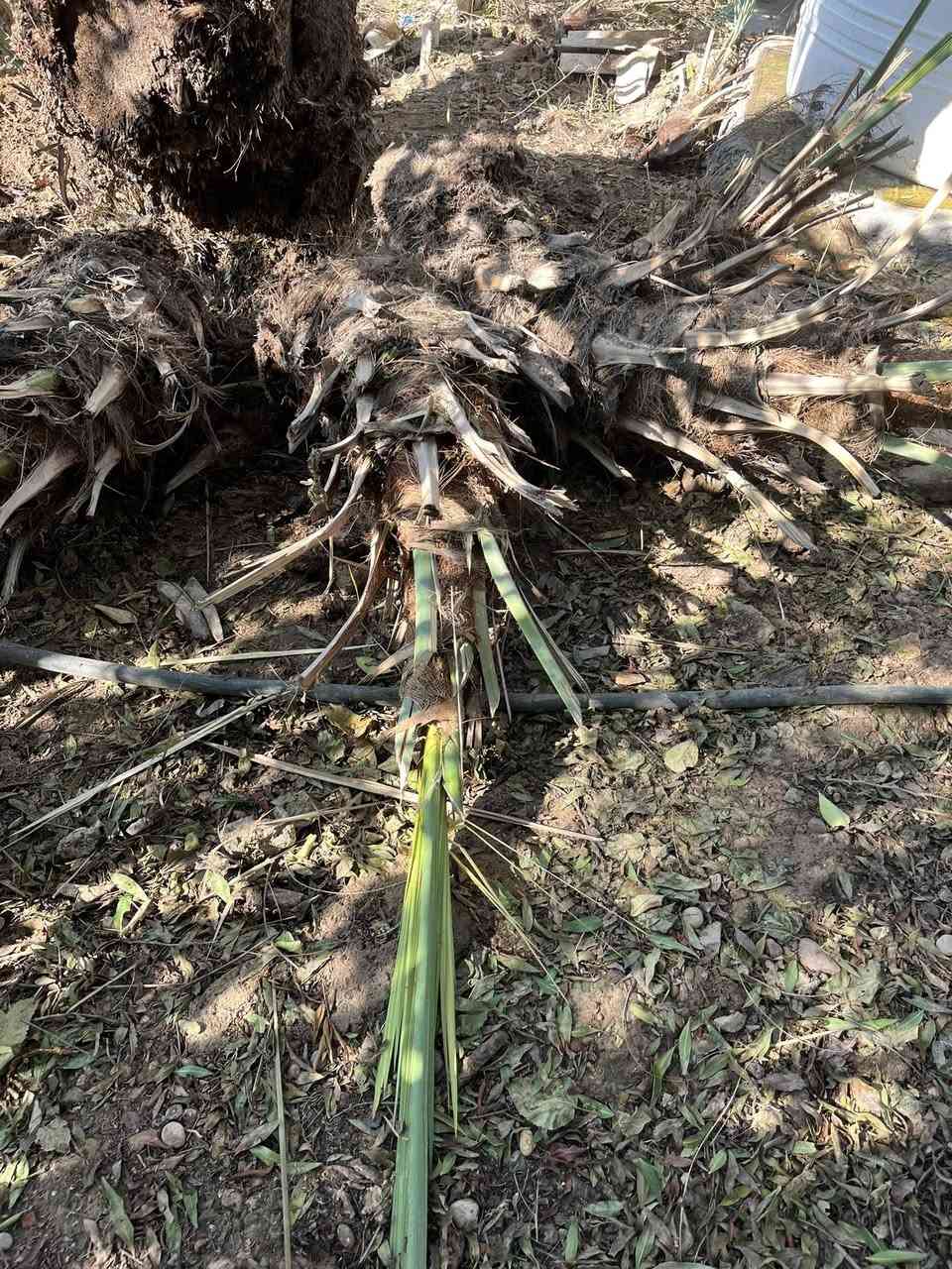 اللهم صل على محمد وآل محمد 

للبيع فسيل خضراوي مندلي حجم كبير 
للاستفسار رقم الهاتف ‭0771 008 7599‬
ديالى المقدادية
