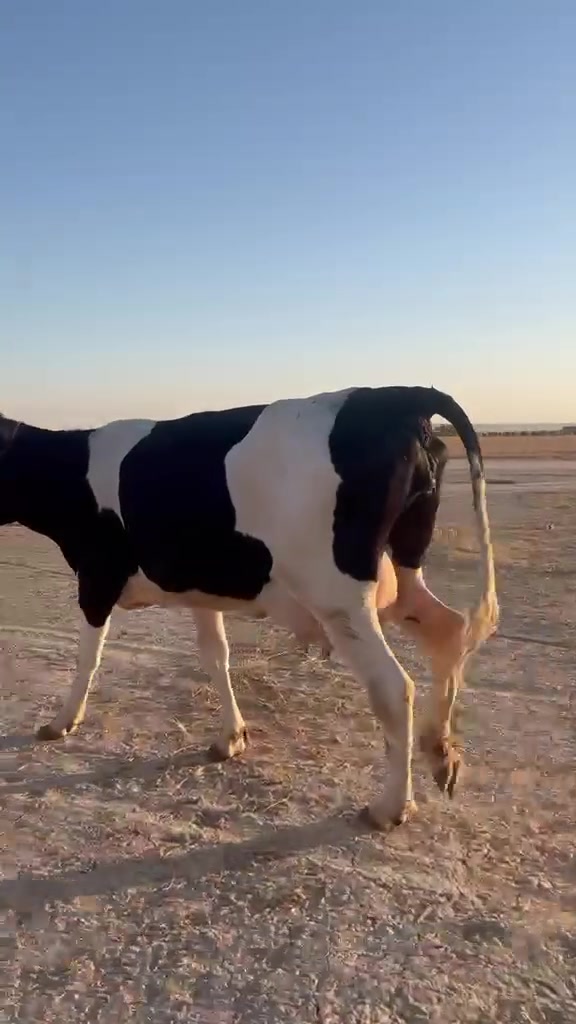 السلام عليكم ورحمة الله وبركاته بجر ثاني بطن  حاطه على ميلاد هولشتاين اصليه رقم واحد عل كل عيب ملقحه لقاح بعد الولاده شرط الحليب شرط الدسامه السعر خاص الاستفسار ع هاذه الرقم *********** ملاحضه يرهم مراوس بحلال موقع ناحية الزاب

