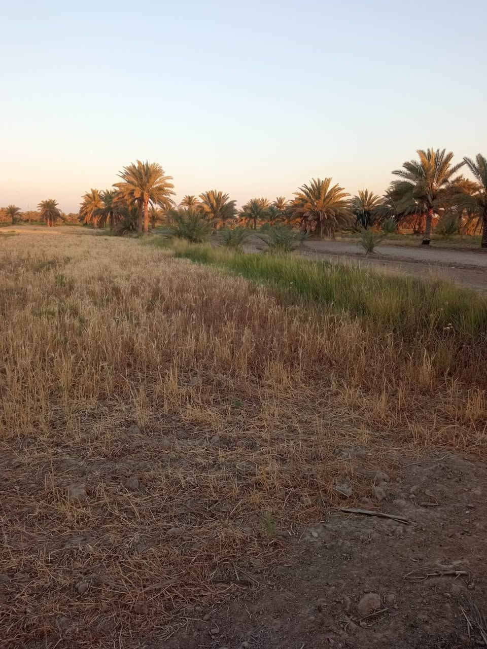 السلام عليكم قطعه ارض للبيع مساحه 2 دونم و 300 متر الواجه 25 متر موقع الارض شارع الرابط بين تقاطع العلويه شريفه ع و طويريج منطقة الدسميه قريبه على شارع الزوار الرئيسي طابو زراعي سند 25 تحويل مباشر خدمات كامله ماء اساله والكهرباء وماء سقي وجه على البزل ارض حلوه 

الاستفسار.    ***********
