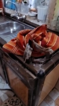 اللهم صل على محمد وآل محمد فجر مبارك عليكم يطيبين تسع كيلوات حمري شرط ...