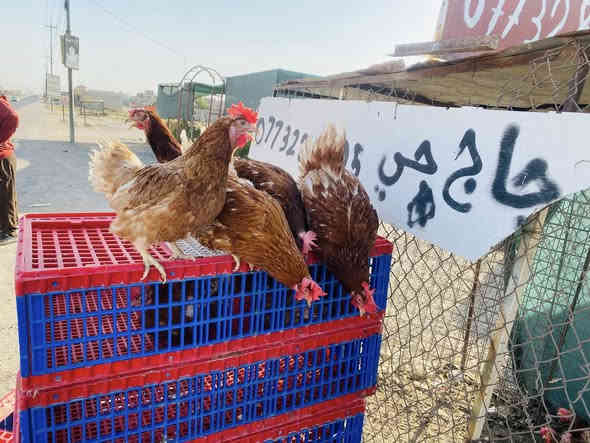 السلام عليكم 
غدا وجبه دجاج احمر سرحي وزن فول ريش كامل
انسب الاسعار جيك السوك وتعالني

3دجاجات ب13مع الحلج

3دجاجات ب15مع الحلج والشلوط والتقطيع

2دجاجات ب9مع الحلج

2دجاجات ب10مع الحلج وشلوط وتقطيع

الدجاجه الوحده ب5مع الحلج
مفرق اللزاكه والسرت مقابيل دكتورى لمى يم المشتل

‭***********‬

***********
