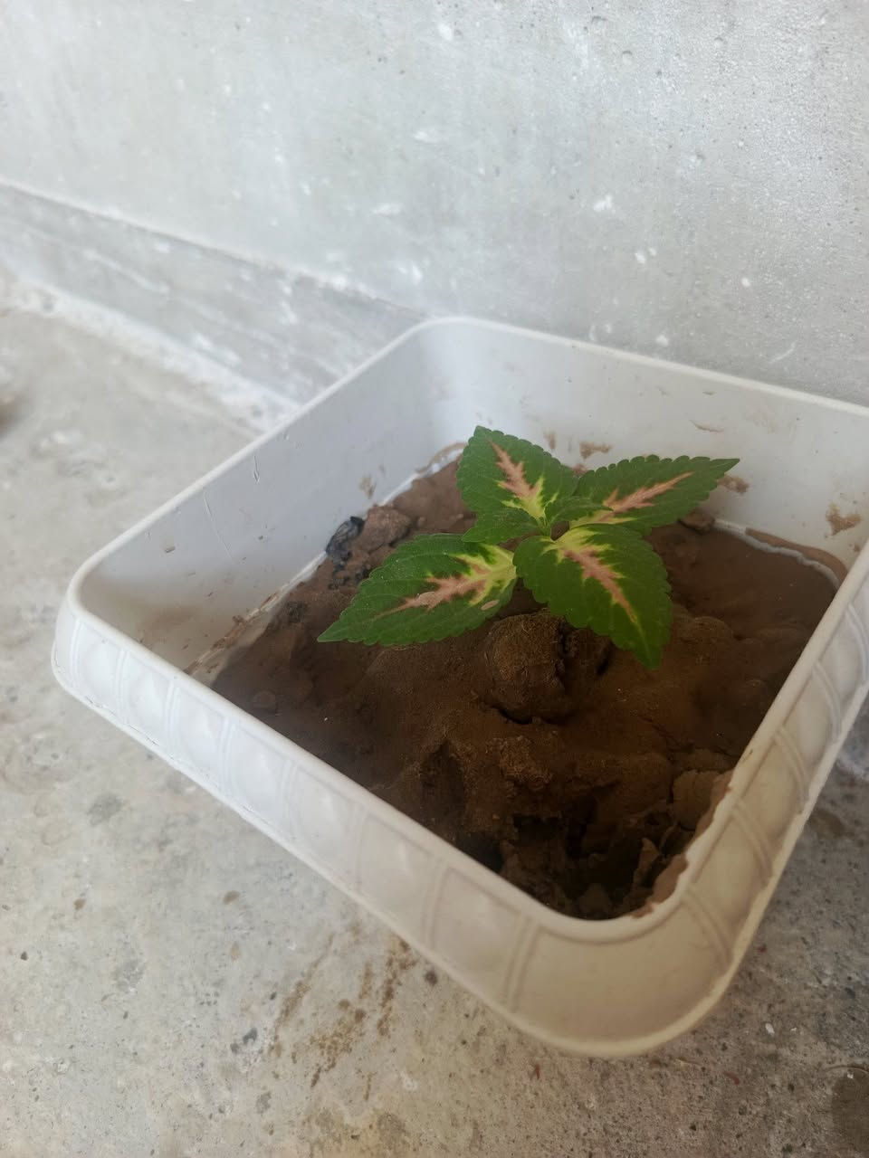 نباتات للبيع القحوف البيض على الف والباقي حسب النوع


**إذا كنت صاحب هذا الإعلان وتريد حذفه لأي سبب، رجاءا أرسل رسالة إلى الدعم الفني**
