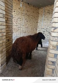 نعجه خشنه وسمينه كلش مال ذبح بعدهه ورجينه الشراي يتصل وبالخدمه 0780742...