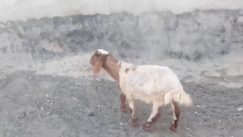 يوجد طلي البيع شرط نصاحه المكان بيجي حي العصري رقم الهاتف ***********
***********
