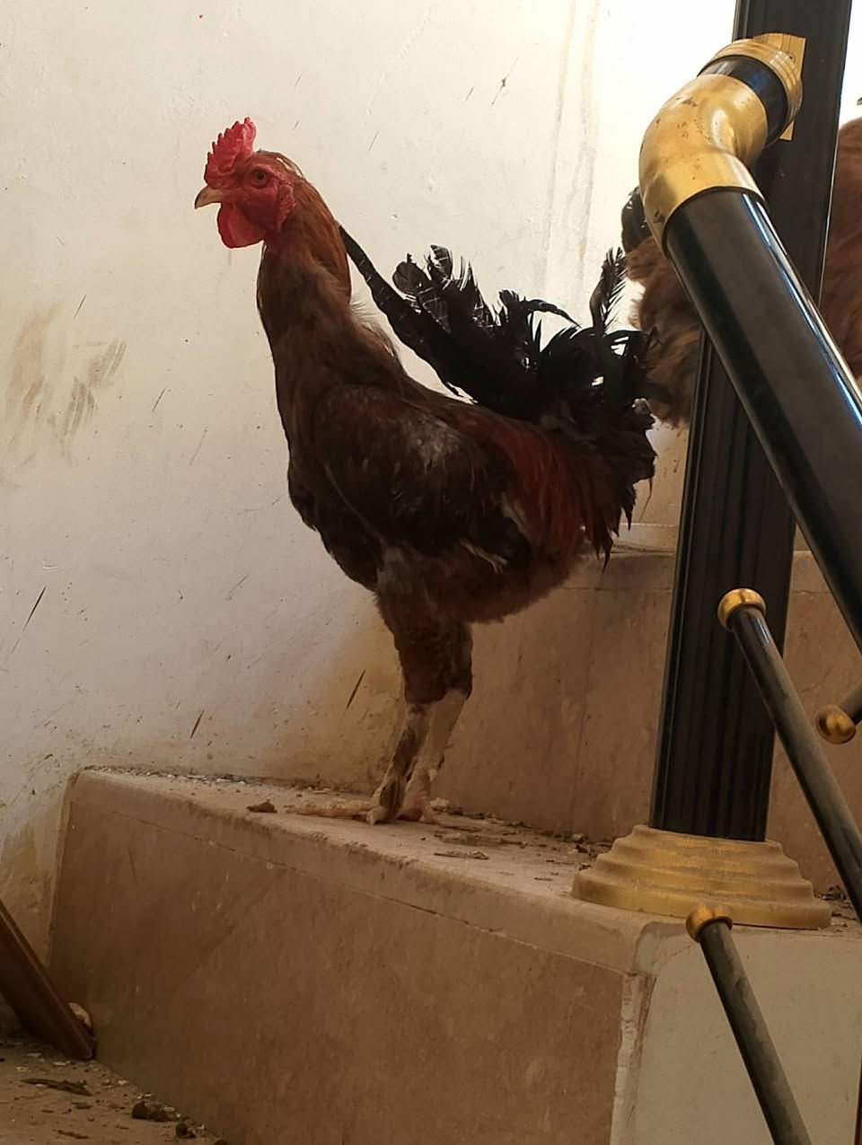 اللببيع كلهن 25


**إذا كنت صاحب هذا الإعلان وتريد حذفه لأي سبب، رجاءا أرسل رسالة إلى الدعم الفني**