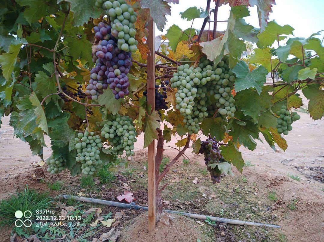 بسم الله والصلاة على رسول الله
العنب الاوربي الشهري يحمل على مدار العام والشاهد على كلامي تاريخ التصوير ،،،،صور الشتلات بالمنشور،،،،علما ان الشتلات مزروعه بالمنطقه الغربيه صنف متحمل وغزير الانتاج حجم العنقود كبير
سعر الشتله 7000 دينار
الانبار حديثه
المهندس الزراعي رائد النعيمي 
للاستفسار والتواصل على الصفحه او واتساب على الرقم 
***********
التوصيل لجميع المحافظات
