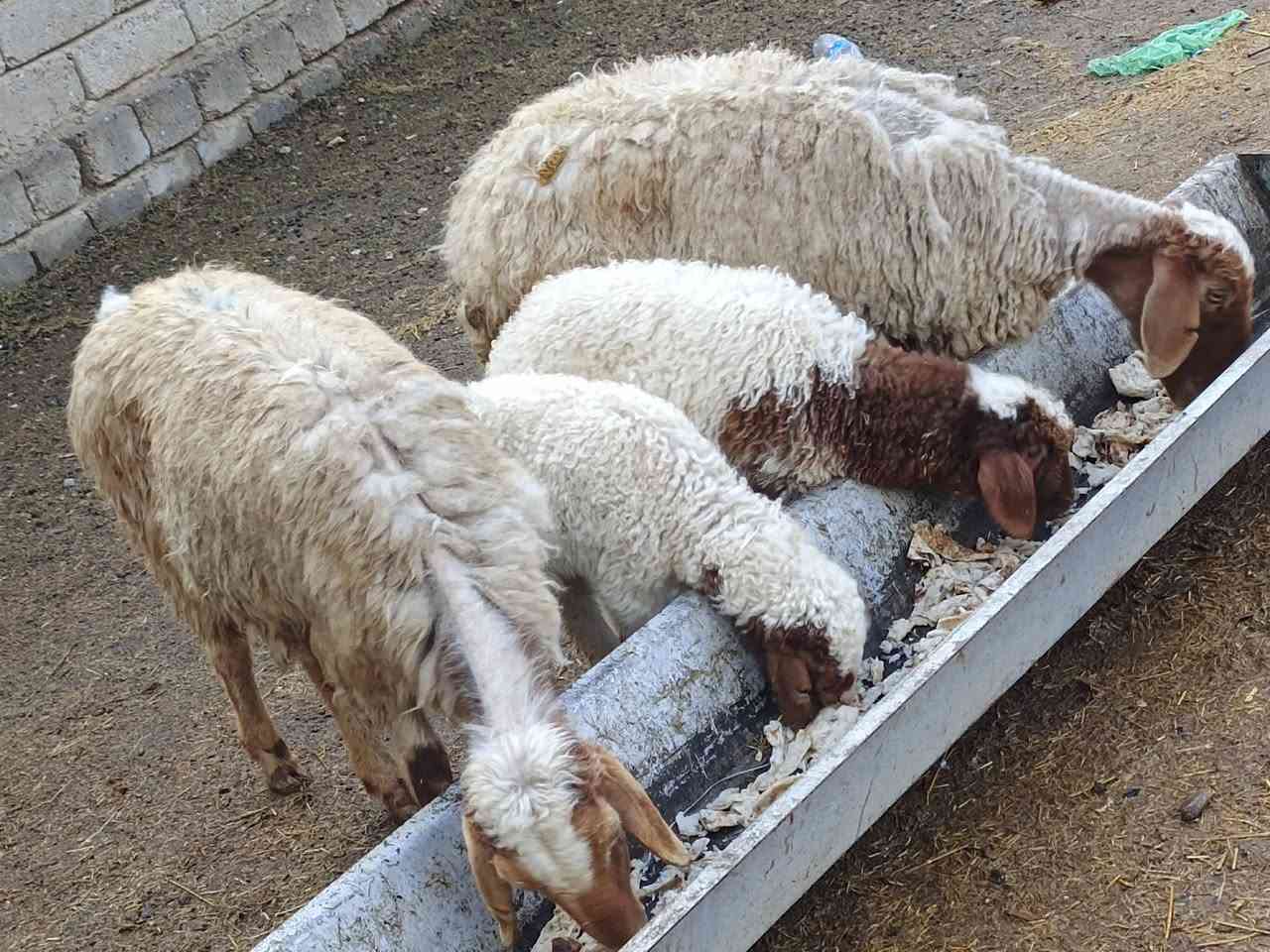 يوجد مطافيل ثنين مالات جنيه شرط نصاحه وين لي ريد جنيه 🔥فول سعر 700 الف لزوج المكان بيجي حي العصري رقم الهاتف ***********
***********
