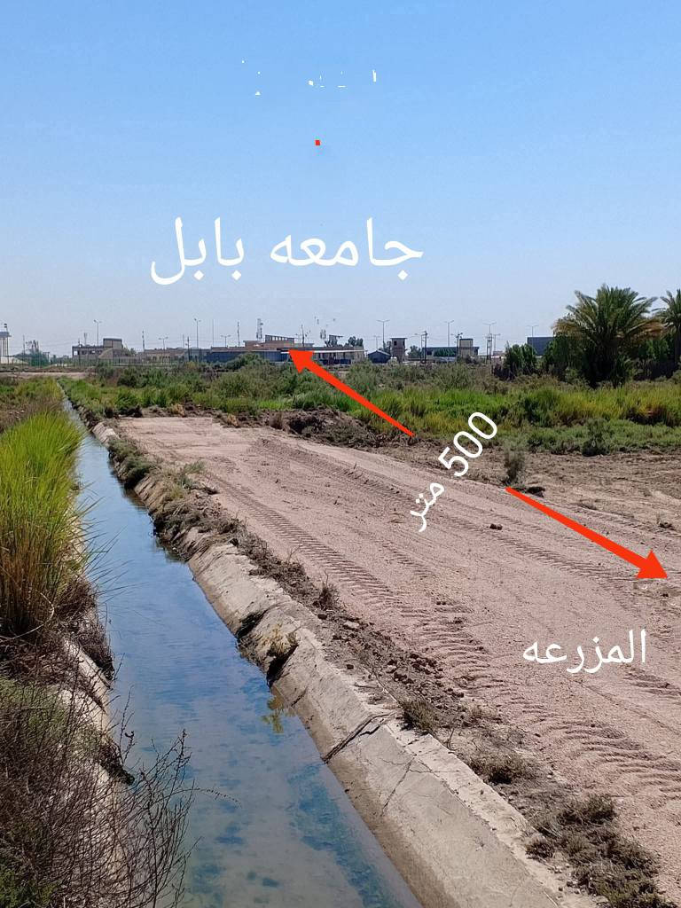 السلام عليكم ارض زراعيه للبيع المساحه دونم واحد طابوا زراعي سند 25 تحويل مباشر باسم المشتري متوفره كافه الخدمات علما ان الصوره واقع حال الارض الموقع  خلف جامعه بابل وتبعد عنها 500 متر شارعها كله تبليط للاستفسار ***********  مالك الارض حلة, بابل
