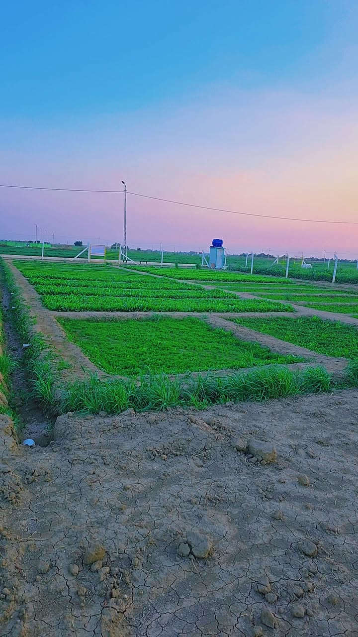 مزرعه للبيع سند 25 المساحه 1000متر ( رقم 8بالمخطط) خلف مجمع توحيد العفلوكي الأول نزله سكه القطار  خدمات( ماء ثلاث خطوط كهرباء محوله خاصه بالمجمع شارع تبليط +تكمله التبليط جلمود ) للأستفسار [ *********** ] [***********]
