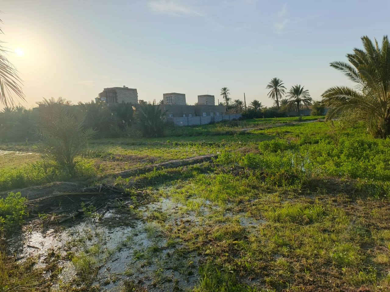 خوان سلام عليكم شاطئ وبستان للبيع بيه انواع النخيل 
وهاذه رقم الاتصال ***********
العنوان الناصرية ناحية الفضليه قريب على ال محينه
مكلف بنشر
