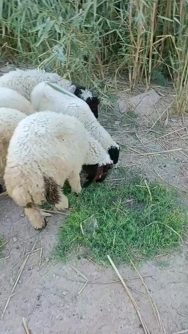 5طليان للبيع كصه وحده 2نثايه و3ذكوره طليان حلوات مال نذر الشراي بيه خير ويدلل مكان الكوت الخاجية شارع بدرة وهذا رقمي ***********
