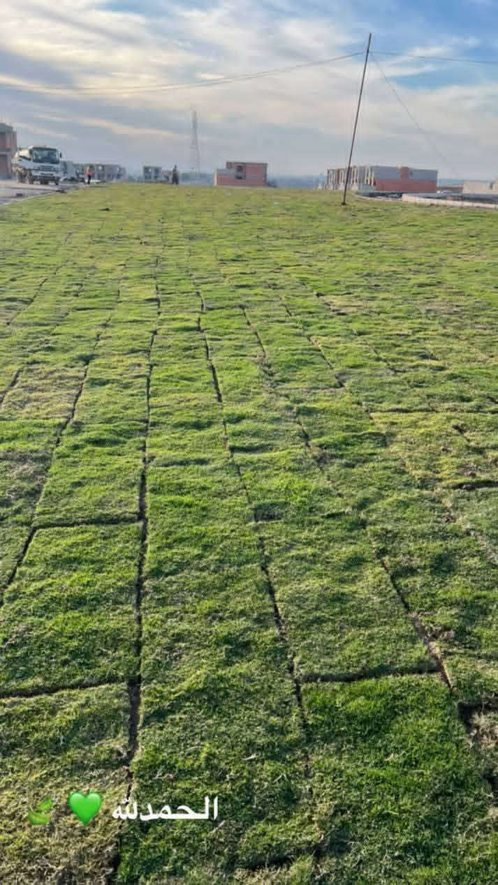 ثيل ديالى الطبيعي 🍀 متوفر كافة انواع الثيل
الثيل امريكي والهندي والايطالي والفرنسي
كادر متخصص :
لتجهيز... مشاتل🌴
والدوائر حكوميه🏦
منازل🏡 منتزهات🏄
موجود خدمة توصيل 🚕🚕 لكل محافظات العراق 
للطلب التواصل مع الصفحة او الاتصال على 
***********
***********
