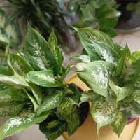 دفنباخيا مبرقشة • كثيفة الأغصان • ٥٠سم