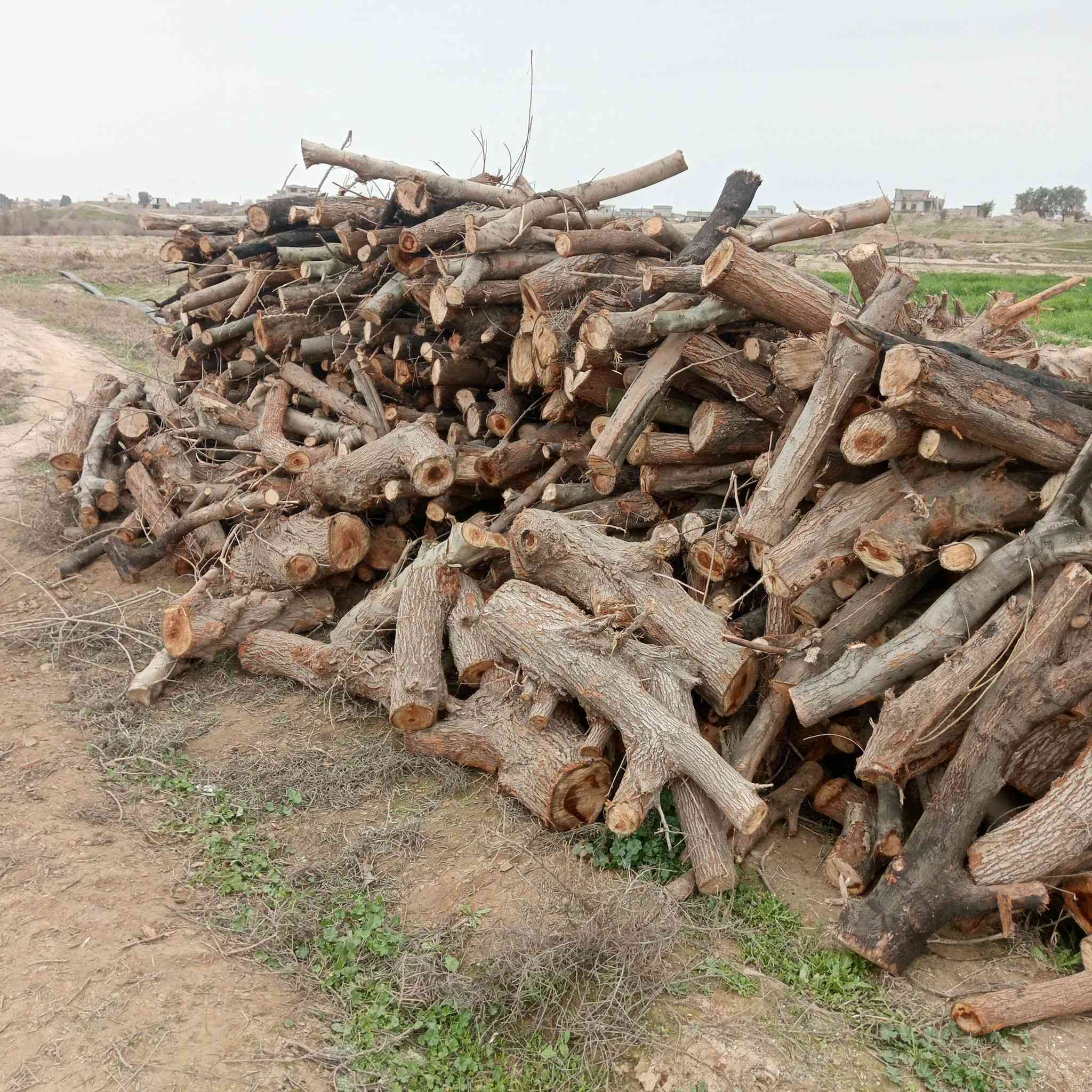 السلام عليكم يوجد حطب يابس للبيع حمل كيه ***********
ادمن وافق
