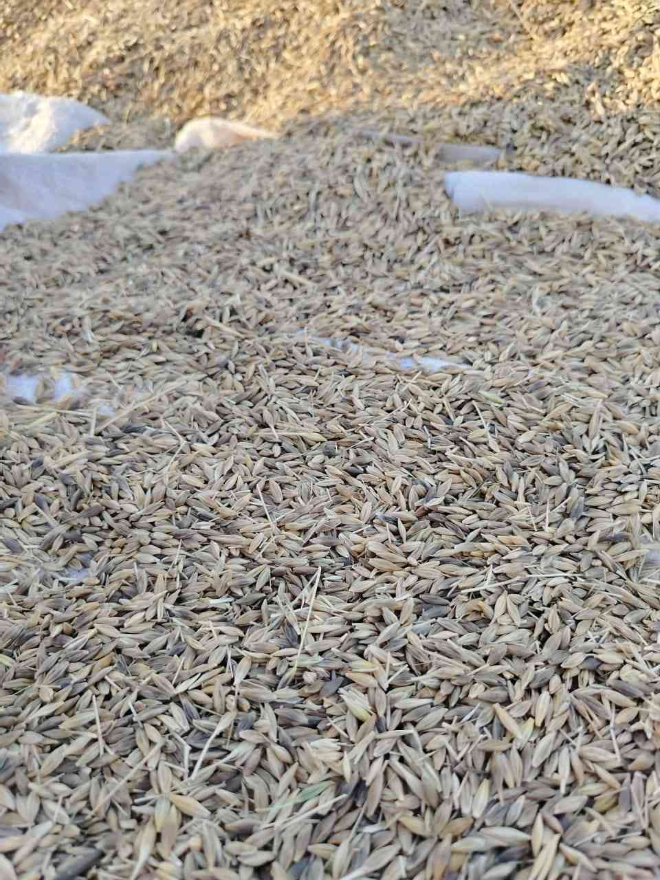 شعيراسود سعر٥٠٠ حنطه٥٠٠،، ***********،، *********** بيجي
