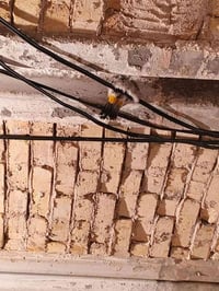 زوج بلابل للبيع 07827934633