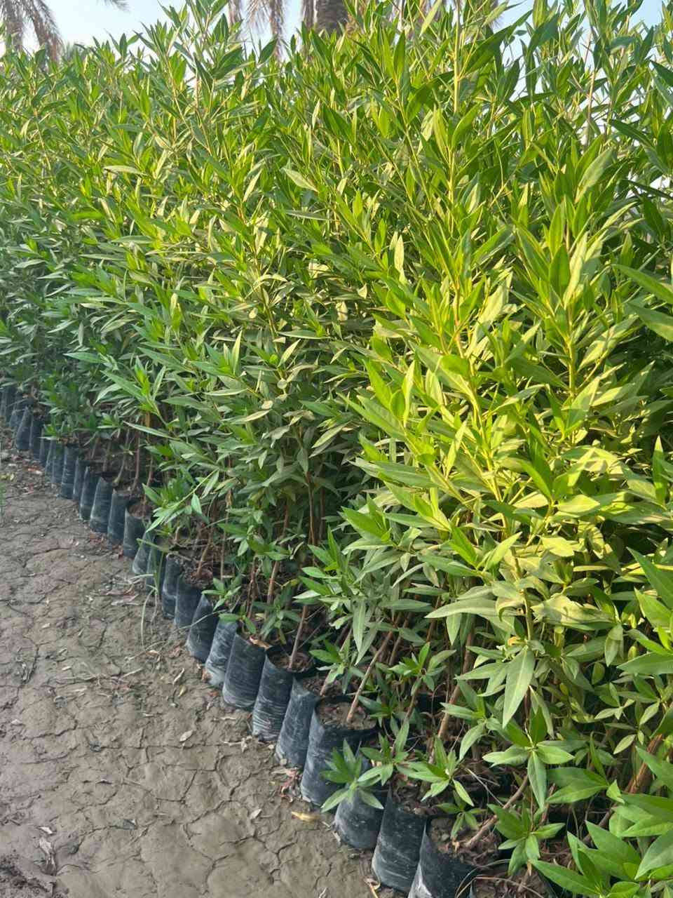 🌿 السلام عليكم ورحمة الله وبركاته 🌿
يتوفر لدينا كافة أنواع الأشجار والنباتات، ومنها:
🌳 الأشجار الزينة والظل
🪴 النباتات الداخلية والخارجية
🌱 الثيل بجميع أنواعه
بجودة عالية وأسعار مناسبة.
📍 العنوان: بابل – طريق الحلة/النجف – قرب جامعة بابل.
📞 للاستفسار والطلب: ***********
أهلاً وسهلاً بكم، زيارتكم تشرفنا. يوجد أيضا لاين حدايق بكل انواعه

