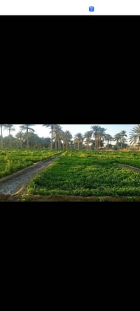 خلف جامع العميد • ٢ دونم • واجهة ٦٠م