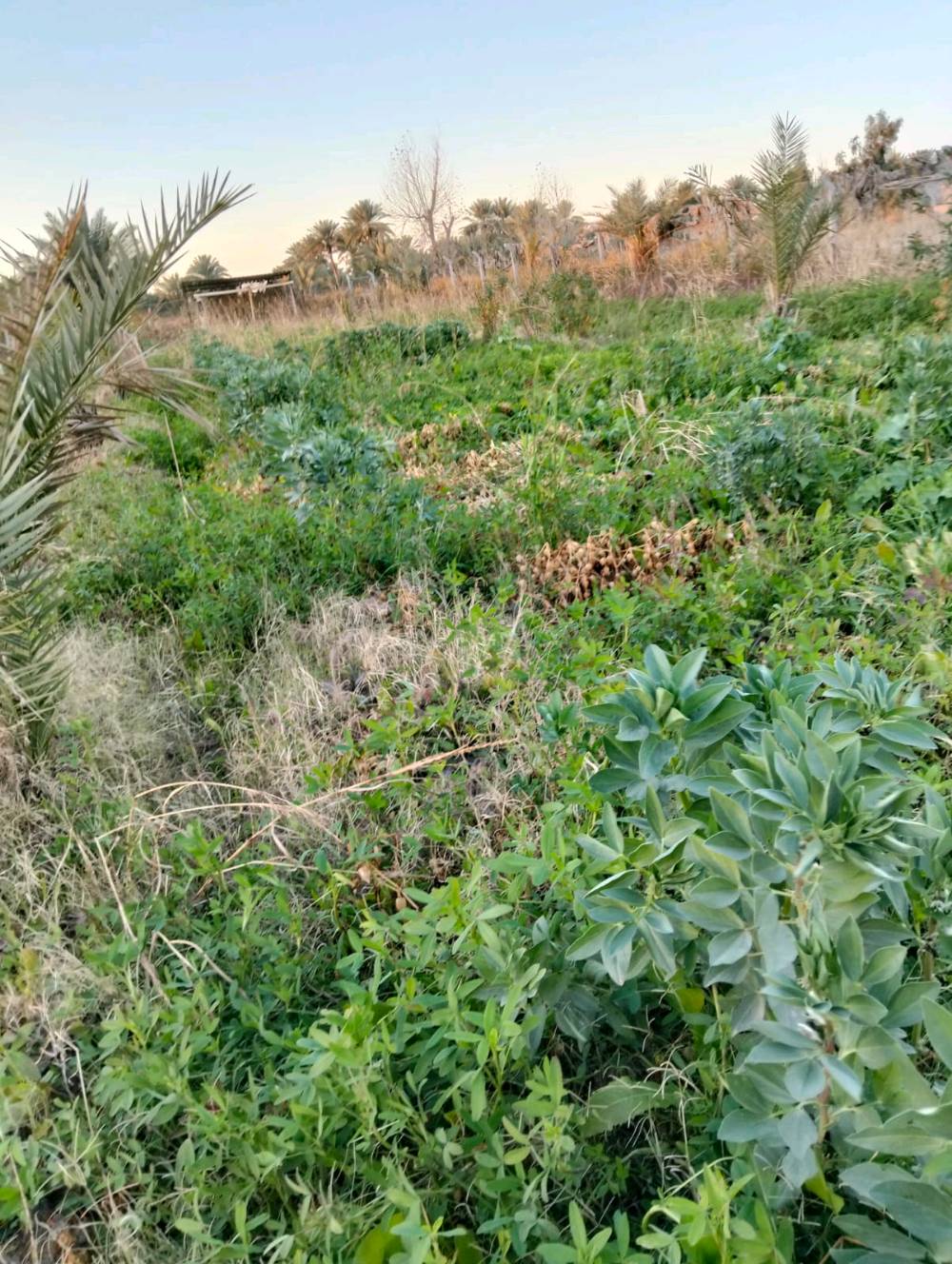 السلام عليكم آراض زراعيه المساحه 2 دونم متوفره كامل الخدمات ماء وكهراب على شارع فرعي الموقع حله  بزل حجي علي والارض مزوعه 100نحله واللعلم الارض سند 25