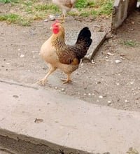 شمسيات ٣+١ • دجاج بياض • ديك