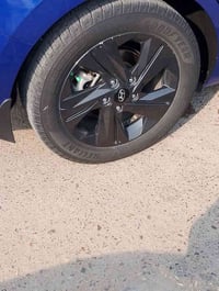 تخم ويل كب حجم 16 نظافه فول من الفطر والرجفه والعواج سعرهن 350 ألف  07...