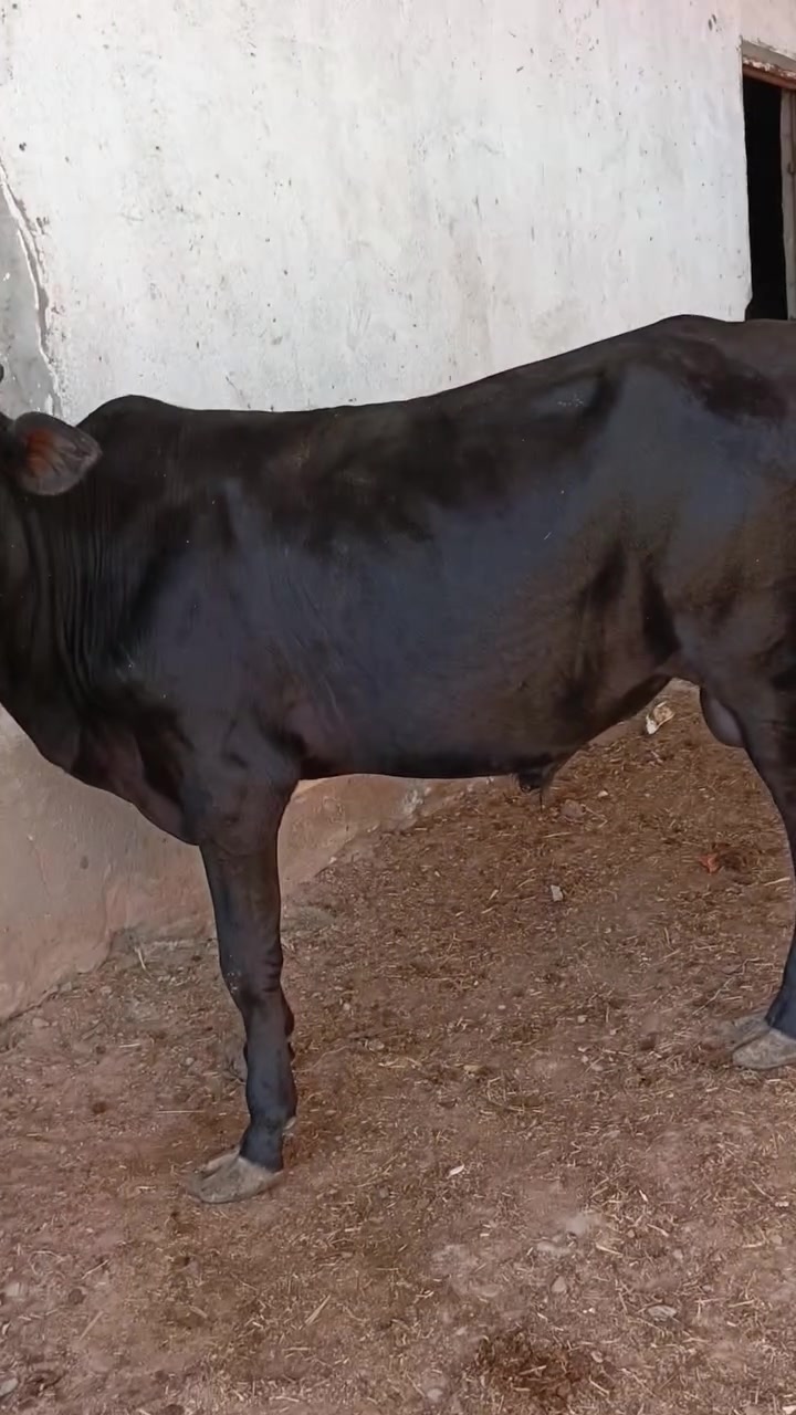 للبيع عجل  معلوف  وسمين قافل لحم  🍖يرهم گصابه والنذاره. العنوان ميسان منطقة المدثره على الشارع العام . رقم ***********   ///***********
