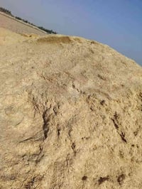 تبن مكروض • درجة أولى • بابل