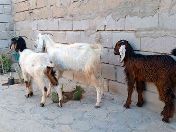 صخول العدد 3كلهن نثايه يفره وامايات اثنين شرط صحه ونصاحه مشروطات سن وعين وشطر والصخله البيضة شاميه راكبه 
البصره زبير
سعر بلاش تنزيلات 140
***********
