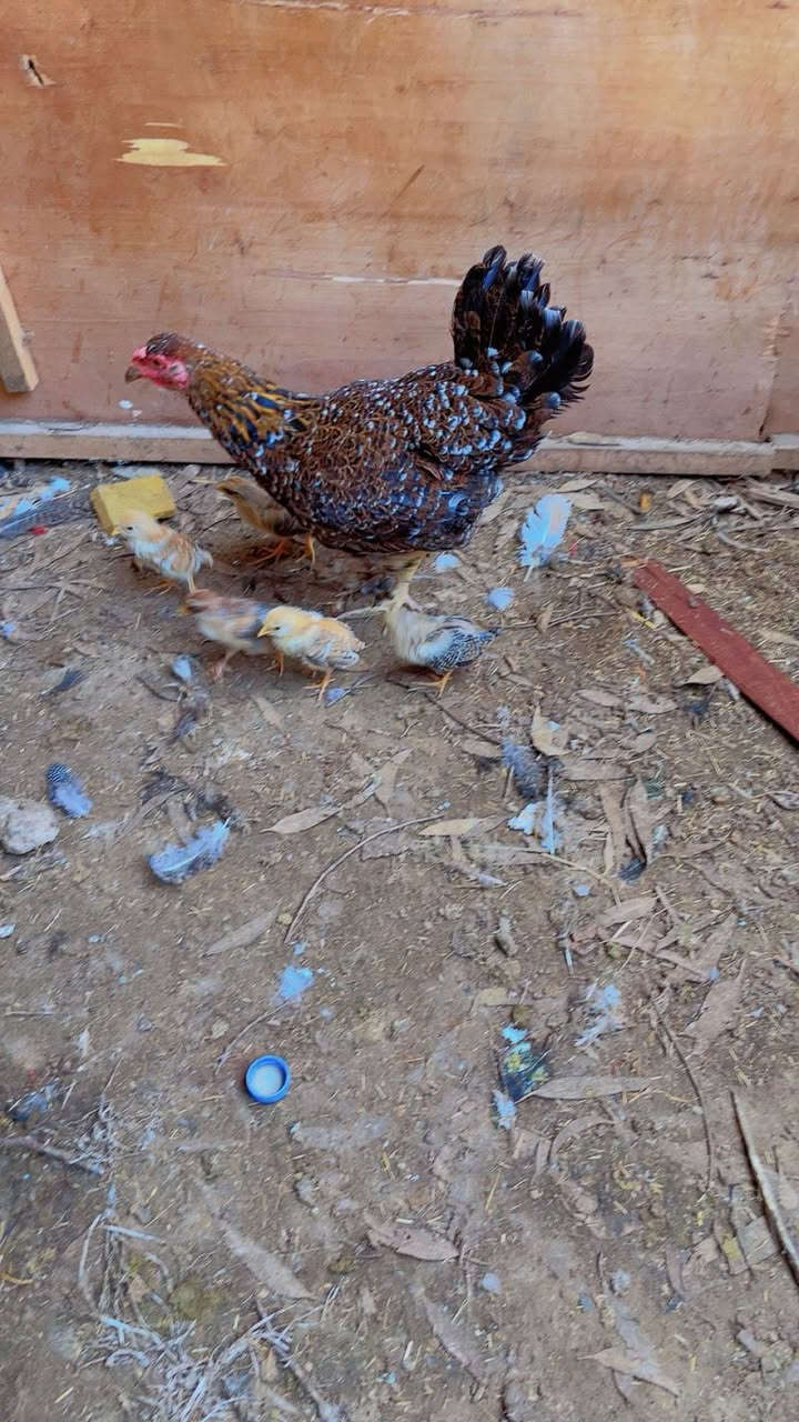 دجاجه بورسلاين حبه وحبه وبناتها دندراويات وفريات وراها ٦ افراخ  عمرهن شهر هاي حلال مال مزرعه شرط الصحة والنظافة الشراي اليريدها يتصل على الرقم وبيه خير ويدلل المكان بغداد التاجي توصيل موجود داخل بغداد على المشتري ..  ‭٠٧٧٣ ٧٦٠ ٢١٢٨‬
