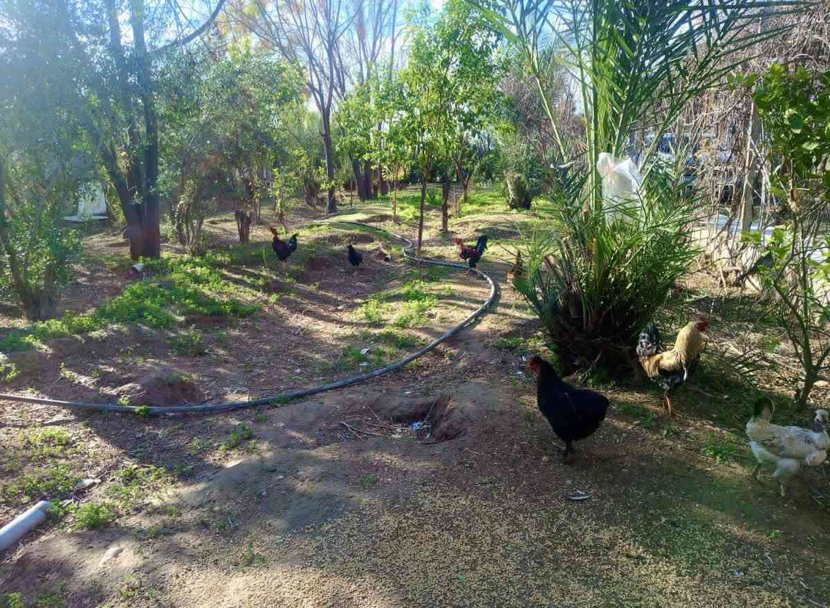 🔷ئەم باخە بۆفڕۆشتن 

🔻ڕووبەری١ دۆنم و نیوە ٣٧٥٠ مەتر

🔻صالح ئاغا بەرامبەر نادیەکە

🔻کامل سیاجە ئاو کارەبای خۆی هەیە

🔻٢ ژووری ٤ بـــە٥ ی تێدایە

🔻بەنزیکەی ١٠٠ داری بەری تێدایە

🔻جێگای ئاژەڵ بەخێوەکردنی تێدایە

🔹🔸🔹🔸🔹🔸🔹🔸🔹🔸🔹🔸

🔹بۆ زانیاری زیاتر و زانینی نرخ پەیوەندیمان پێوە بکەن⬇️
نوسینگەی قۆرەتوو ***********
