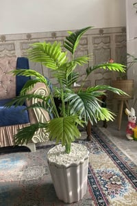 اشجار السايكس • توصيل