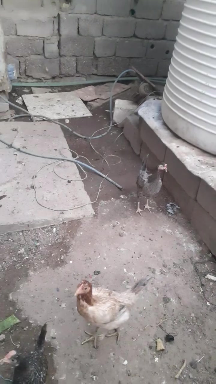 دجاج عرب العدد ٨
سبعه عرب وحده هنديه 
سعر الزوج ٢٥ 
ابيع شلع


**إذا كنت صاحب هذا الإعلان وتريد حذفه لأي سبب، رجاءا أرسل رسالة إلى الدعم الفني**