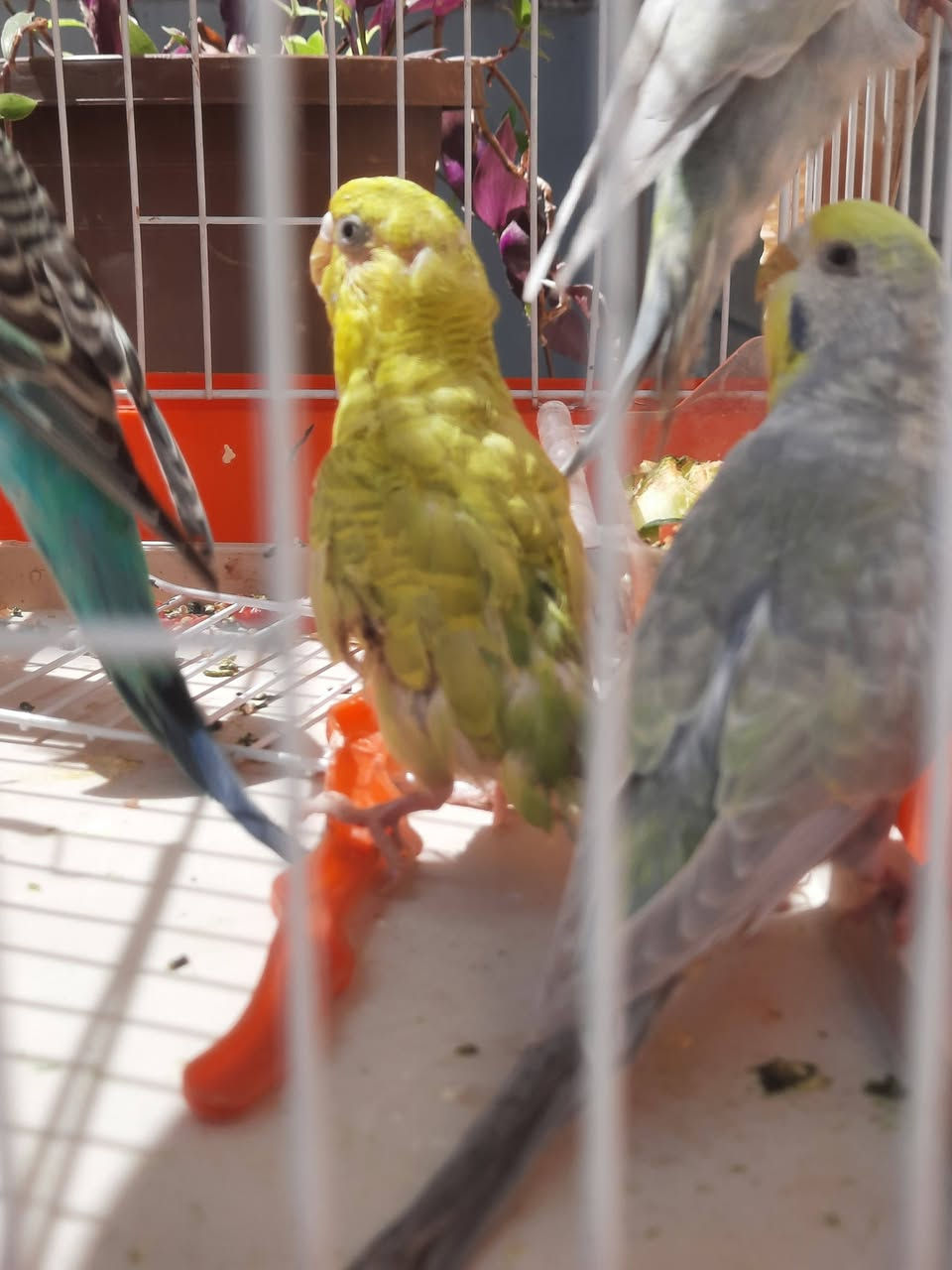 طيور حب للبيع ٤ افراخ واثنين كبار والبيض مالهم جواهم ب٣٠ المجموع 6


**إذا كنت صاحب هذا الإعلان وتريد حذفه لأي سبب، رجاءا أرسل رسالة إلى الدعم الفني**