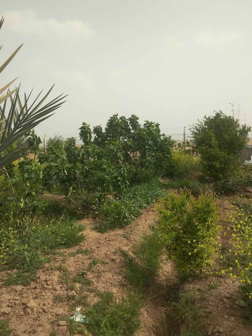 سالم عليكم مزرعه زراعي للبيع مساحه الارض دونم موجود ابداخله بيت مساحه 200 متر أو بيه بير ماه اوبيه كهرباء 
أو بستان كامل مكان المزرعه كركوك كوباني ابصف الجسر كوباني الجديد الحولي
***********
***********. سعر مناسب /ملاحظة مامتواجد على الفيس اتصل أو تدلل
