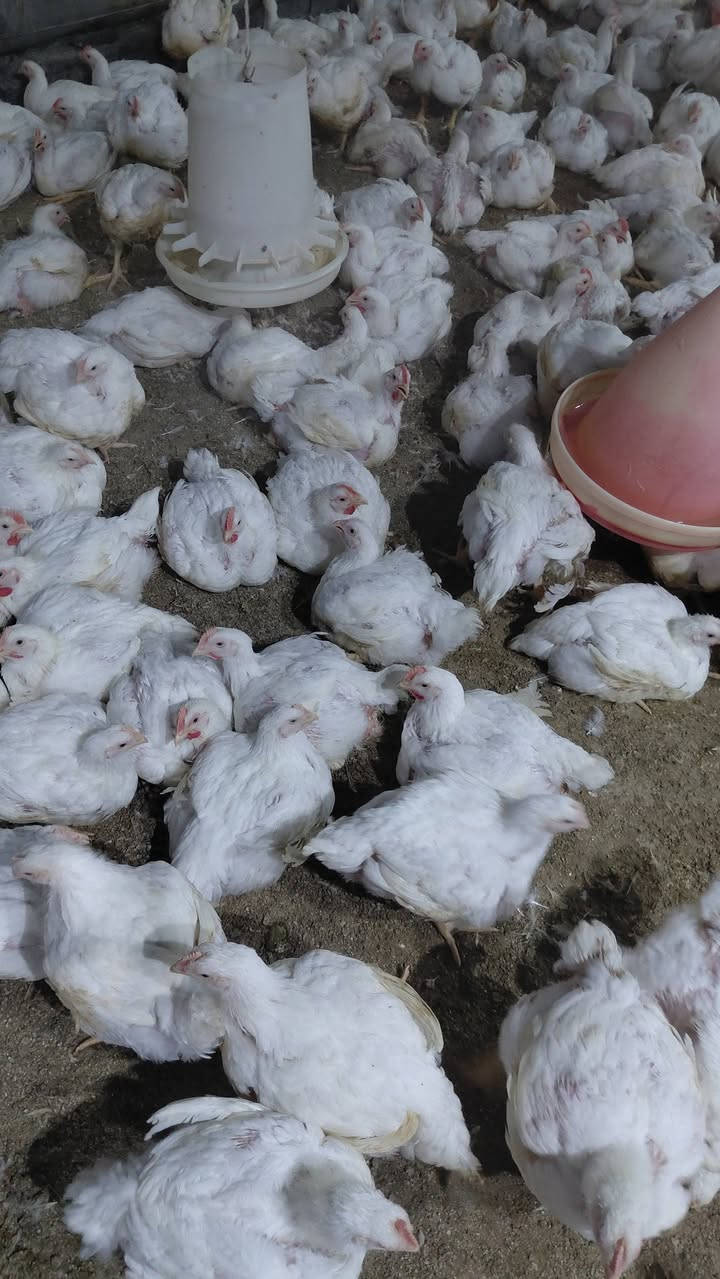 جميع الوزان موجوده سع، كيلو ٣٥٠٠ ذبح وتنضيف مجاني يوجد دجاج تقطيع
فخذ ٤٥٠٠

صدر ٤٥٠٠

اجنحه ٤٥٠٠ 

ركب وضهر ٤
 العنوان دوايه مقابيل علوة الغنم ع شارع ***********
