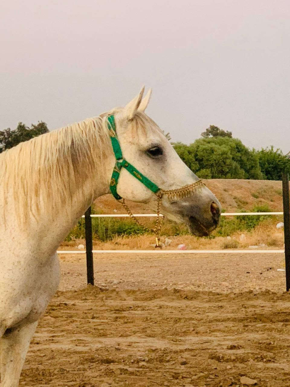 🐎🌟 ساحة جسر الجامعة لركوب الخيل ترحب بكم 🌟🐎
ندعو جميع محبي الفروسية وركوب الخيل لزيارتنا والاستمتاع بأجواء مميزة وتجربة لا تُنسى.

📍 العنوان: تحت جسر الجامعة – باتجاه بلاج العبارة.

🕓 أوقات التواجد: يوميًا من الساعة 4:00 عصرًا ولغاية 11:00 ليلًا.

📞 للاستفسار والحجز: 0777158891

🌿 نورتونا وتشرفونا بزيارتكم، وأهلًا وسهلًا بالجميع. بانتظاركم لقضاء أجمل الأوقات مع الخيل، ونسعد باستقبالكم دائمًا. 🐎🤍


**إذا كنت صاحب هذا الإعلان وتريد حذفه لأي سبب، رجاءا أرسل رسالة إلى الدعم الفني**